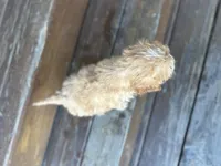 Fluffy, a male Cavapoo for sale in Athens, WI – Photo 4 of 10