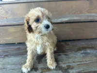 Fluffy, a male Cavapoo for sale in Athens, WI – Photo 6 of 10