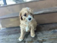 Fluffy, a male Cavapoo for sale in Athens, WI – Photo 2 of 10