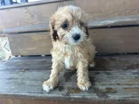 Fluffy, a male Cavapoo for sale in Athens, WI – Photo 8 of 10