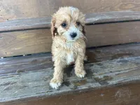 Fluffy, a male Cavapoo for sale in Athens, WI – Photo 10 of 10