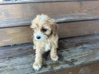 Fluffy, a male Cavapoo for sale in Athens, WI – Photo 7 of 10