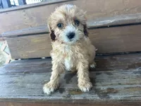 Fluffy, a male Cavapoo for sale in Athens, WI – Photo 9 of 10