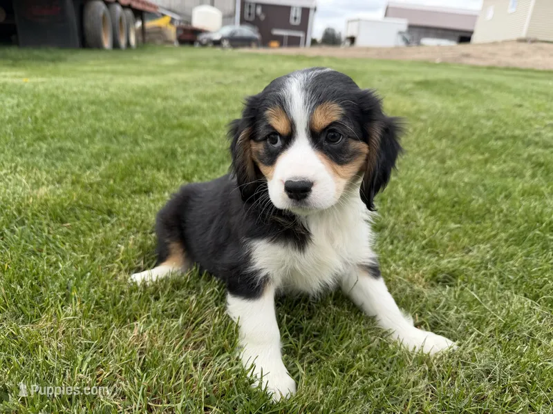 Bob – Cocker Spaniel, Miniature Australian Shepherd puppy for sale in Athens, WI