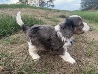 Arthur, a male Cavapoo for sale in Athens, WI – 4 of 10