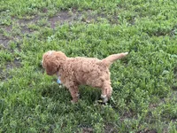 Sully, a male Cavapoo for sale in Athens, WI – 7 of 10