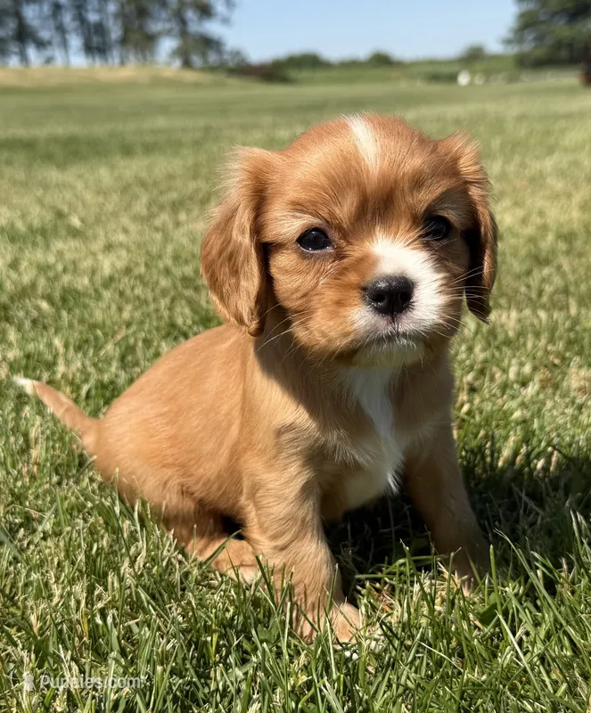 AKC Dixie – Cavalier King Charles Spaniel puppy for sale in Athens, WI