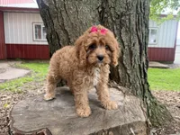 Susie, a female Cavapoo for sale in Athens, WI – 7 of 10