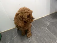 Rod, a male Cavapoo for sale in Athens, WI – 9 of 10