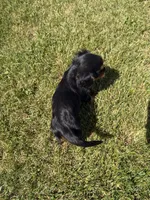 AKC Dexter, a male Cavalier King Charles Spaniel for sale in Athens, WI – 10 of 10