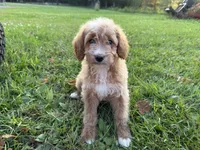Carly, a female Miniature Goldendoodle for sale in Athens, WI – 4 of 10