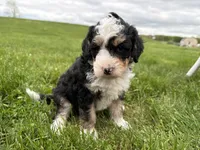 Louie, a male Miniature Bernedoodle for sale in Athens, WI – 3 of 10
