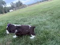AKC Monica, a female Cocker Spaniel for sale in Athens, WI – 6 of 10