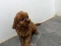 Rory, a female Cavapoo for sale in Athens, WI – 8 of 9