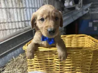 Ryder, a male Golden Retriever for sale in Athens, WI – Photo 4 of 10