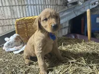 Ryder, a male Golden Retriever for sale in Athens, WI – Photo 8 of 10