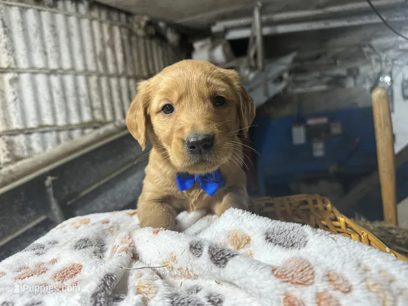 Ryder – Golden Retriever puppy for sale in Athens, WI