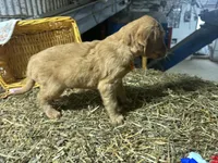 Ryder, a male Golden Retriever for sale in Athens, WI – Photo 9 of 10