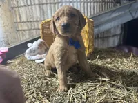 Ryder, a male Golden Retriever for sale in Athens, WI – Photo 7 of 10