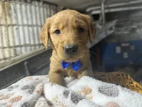 Ryder, a male Golden Retriever for sale in Athens, WI – Photo 2 of 10