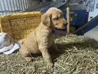 Ryder, a male Golden Retriever for sale in Athens, WI – Photo 10 of 10