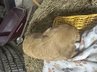 Ryder, a male Golden Retriever for sale in Athens, WI – Photo 6 of 10