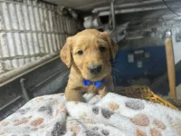 Ryder, a male Golden Retriever for sale in Athens, WI – Photo 5 of 10