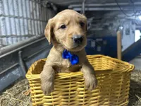 Ryder, a male Golden Retriever for sale in Athens, WI – Photo 3 of 10