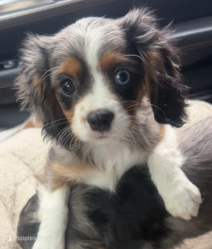 Laken – Cavalier King Charles Spaniel puppy on hold in Athens, WI