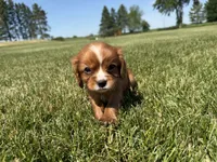 AKC Dax, a male Cavalier King Charles Spaniel for sale in Athens, WI – 5 of 10