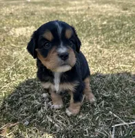 Roger , a male Cocker Spaniel and Miniature Australian Shepherd for sale in Athens, WI – 4 of 7