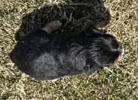 Roger , a male Cocker Spaniel and Miniature Australian Shepherd for sale in Athens, WI – 5 of 7