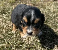 Roger , a male Cocker Spaniel and Miniature Australian Shepherd for sale in Athens, WI – 6 of 7