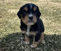 Roger , a male Cocker Spaniel and Miniature Australian Shepherd for sale in Athens, WI – 3 of 7