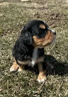 Roger , a male Cocker Spaniel and Miniature Australian Shepherd for sale in Athens, WI – 7 of 7