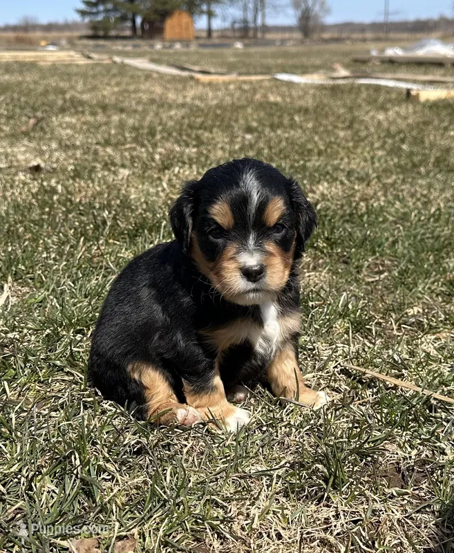Roger  – Cocker Spaniel, Miniature Australian Shepherd puppy for sale in Athens, WI
