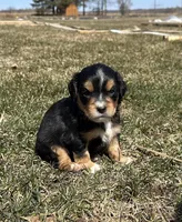 Roger , a male Cocker Spaniel and Miniature Australian Shepherd for sale in Athens, WI – 1 of 7