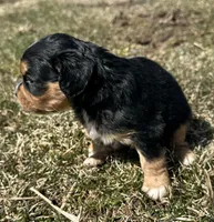 Roger , a male Cocker Spaniel and Miniature Australian Shepherd for sale in Athens, WI – 2 of 7