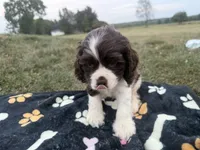 AKC Martin, a male Cocker Spaniel for sale in Athens, WI – 8 of 9