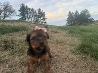 Tiffany, a female Yorkshire Terrier for sale in Athens, WI – 8 of 10