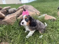 Laken, a female Cavalier King Charles Spaniel for sale in Athens, WI – 9 of 10