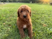 Champion, a male Miniature Goldendoodle for sale in Athens, WI – 7 of 10