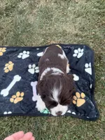 AKC Martin, a male Cocker Spaniel for sale in Athens, WI – 5 of 9