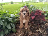 Sunnie, a female Cavapoo for sale in Athens, WI – 2 of 10