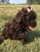 Elle, a female Poodle - Toy  for sale in Athens, WI – 2 of 10