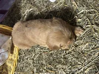 Reed, a male Golden Retriever for sale in Athens, WI – Photo 4 of 9