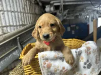 Reed, a male Golden Retriever for sale in Athens, WI – Photo 5 of 9