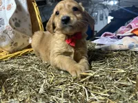 Reed, a male Golden Retriever for sale in Athens, WI – Photo 6 of 9