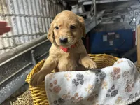 Reed, a male Golden Retriever for sale in Athens, WI – Photo 7 of 9