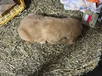 Reed, a male Golden Retriever for sale in Athens, WI – Photo 9 of 9